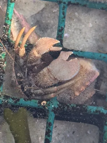 Flat-clawed Hermit Crab