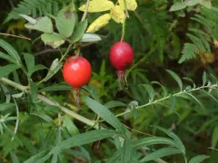 Sherard's Downy-rose thumbnail 4