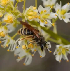 Death Camas Mining Bee thumbnail 4