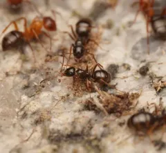 Fuzzy Mound Ant thumbnail 3