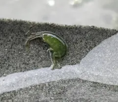 Sea Lettuce Sea Flea thumbnail 3