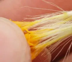 twin arnica thumbnail 4