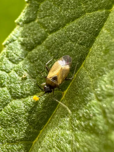 Common Nettle Flower Bug