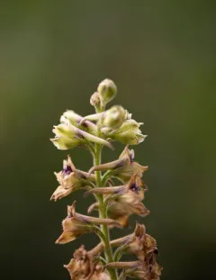 Wenatchee Larkspur thumbnail 4