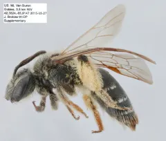 Cresson's Mining Bee thumbnail 1
