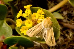 Sand-verbena Moth thumbnail 2