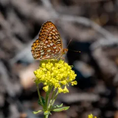 Northwestern Fritillary thumbnail 4