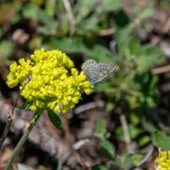 Glaucon Blue thumbnail 4