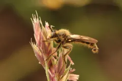 Dicolonus simplex thumbnail 2