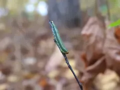 Nursery Pine Sawfly thumbnail 2