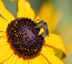 Small Long-horned Bee thumbnail 1