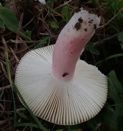 purple-bloom russula thumbnail 4