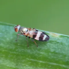 Chaetopsis massyla thumbnail 4