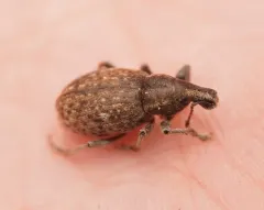 Trichalophus alternatus thumbnail 4