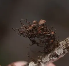 Tufted Foxtail Lichen thumbnail 4