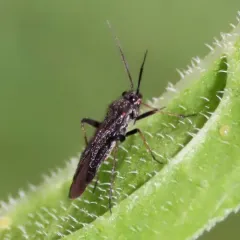 jumping plant bug thumbnail 3