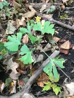 ginkgo thumbnail 4