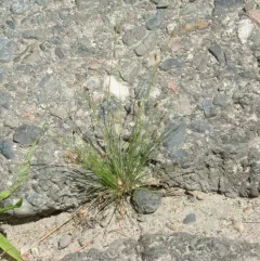 Densetuft Hairsedge thumbnail 4