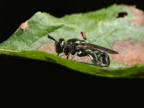 Rainbow Ant Fly