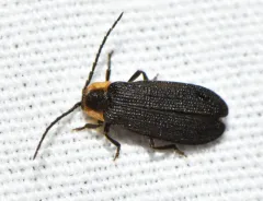 Plateros bispiculatus thumbnail 2