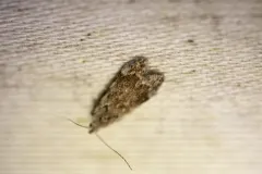 Anacampsis conclusella thumbnail 4