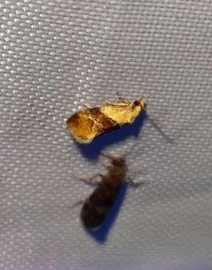 Phalonidia lepidana thumbnail 4