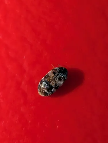 Tricolored Carpet Beetle