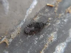 Aradus lugubris thumbnail 2