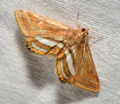 Floating-heart Waterlily Moth thumbnail 4