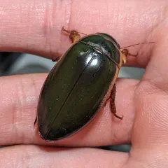 Giant green water beetle thumbnail 3