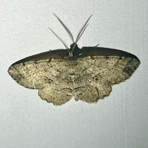 Canadian Melanolophia Moth