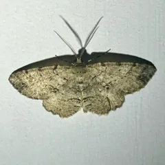 Canadian Melanolophia Moth thumbnail 1