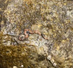Purple Ribbon Worm thumbnail 2