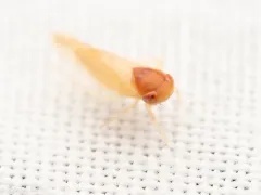 Colladonus aureolus thumbnail 4