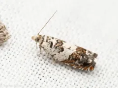 Epinotia nigralbana thumbnail 3