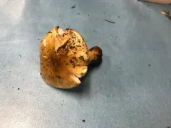 Tricholoma intermedium thumbnail 2