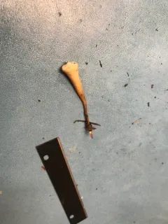 Clavariadelphus mucronatus thumbnail 2