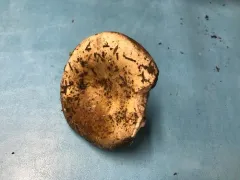 Blackening Russula thumbnail 2