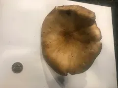Aspropaxillus septentrionalis thumbnail 1