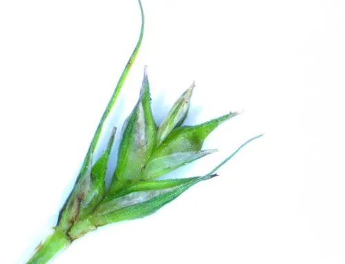 Willdenow's Sedge