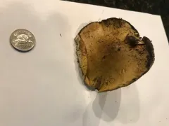Yellow Knight thumbnail 3
