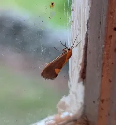 Lead-colored Lichen Moth thumbnail 1