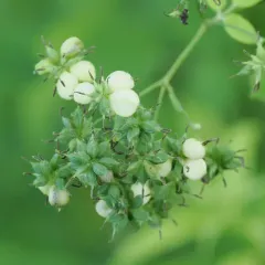 Asphondylia thalictri thumbnail 1