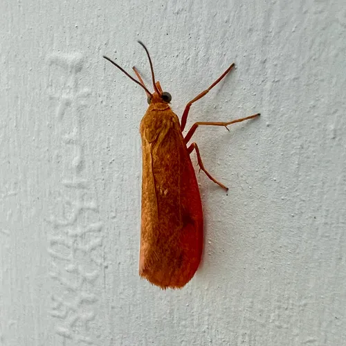 Rusty Virbia Moth