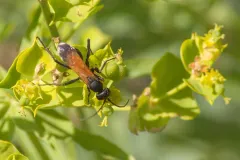 Cryptocheilus terminatus thumbnail 4