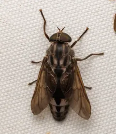 Whitney's Horse Fly thumbnail 2
