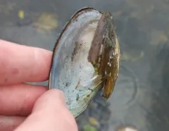 Winged Floater thumbnail 4