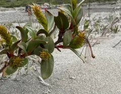 Setchell's Willow thumbnail 3
