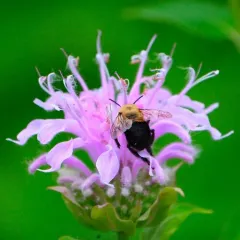 Abrupt Digger Bee thumbnail 4