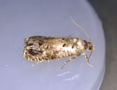 Notocelia purpurissatana thumbnail 4